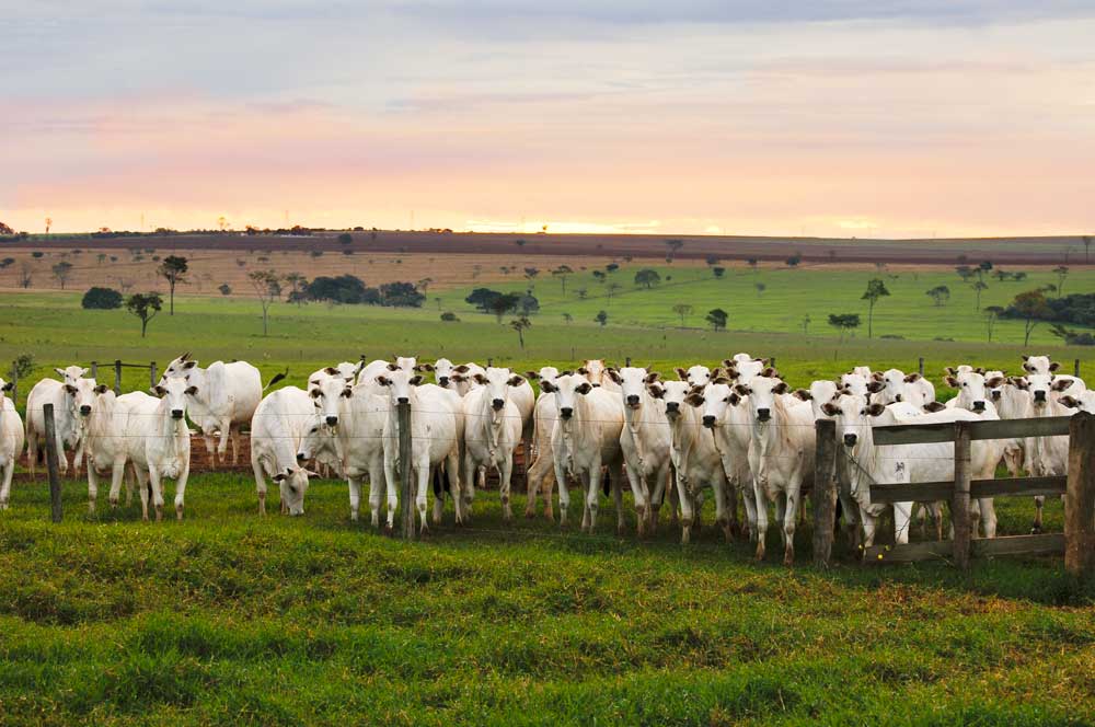 papel de parede de fazenda de vacas